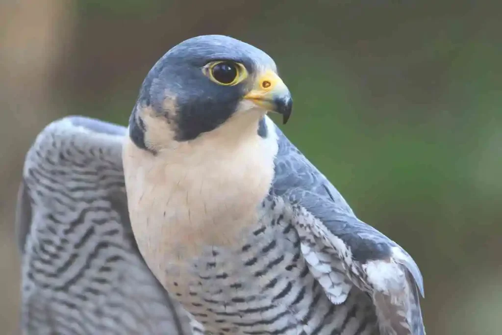 Exploring Florida Birds of Prey