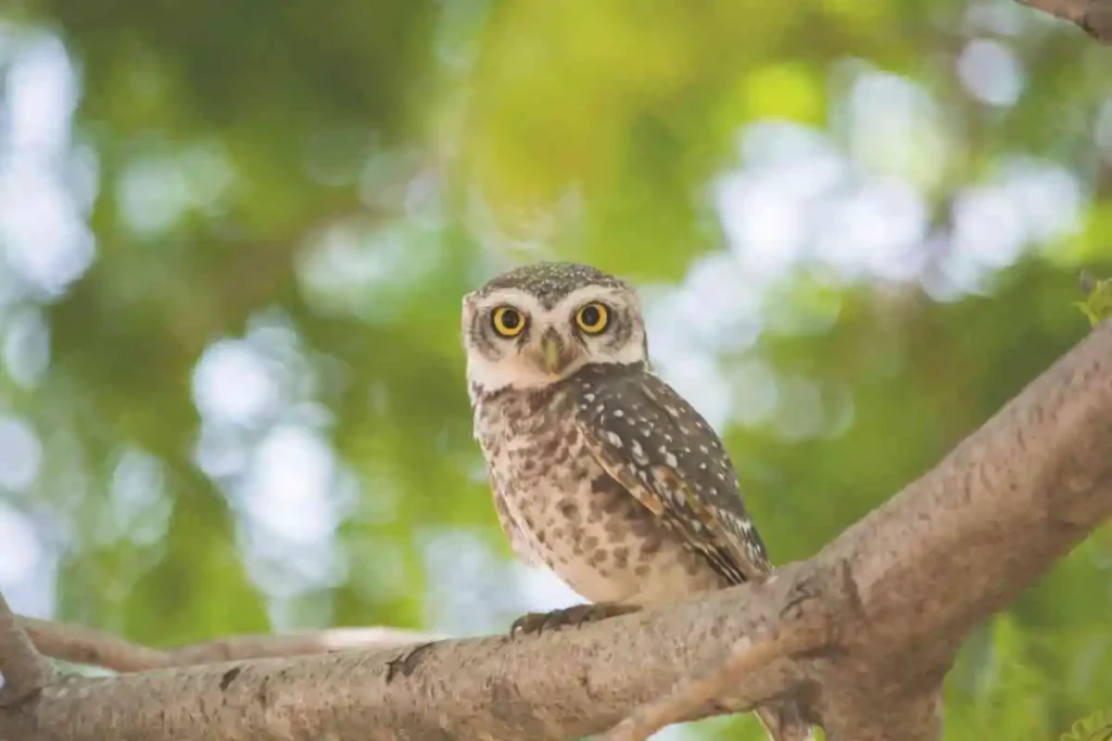 Exploring Florida Birds of Prey