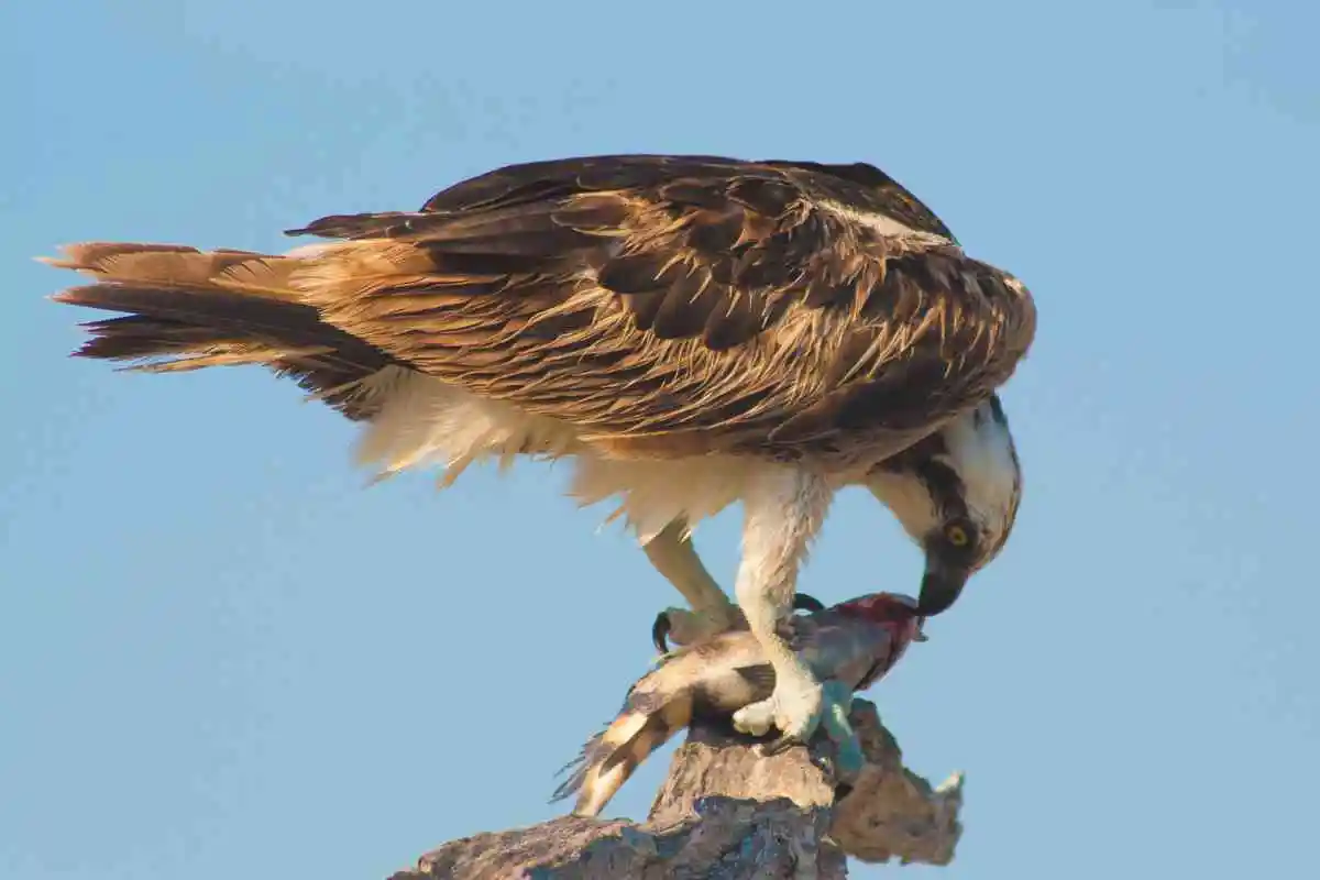 Exploring Florida Birds of Prey