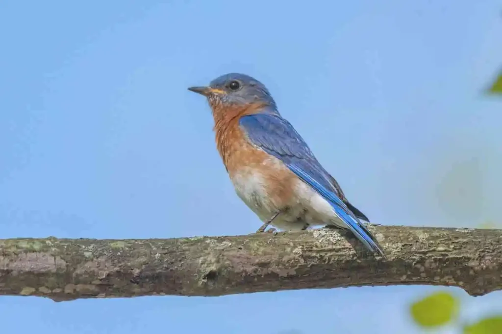 Exploring the Birds of Michigan