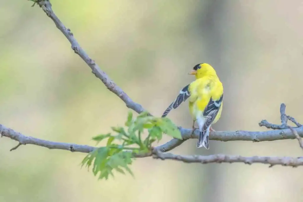 Exploring the Birds of Michigan