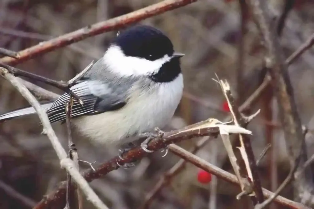 Exploring the Birds of Michigan