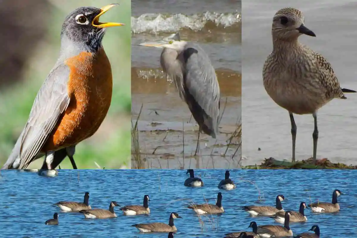 Exploring the Birds of Michigan