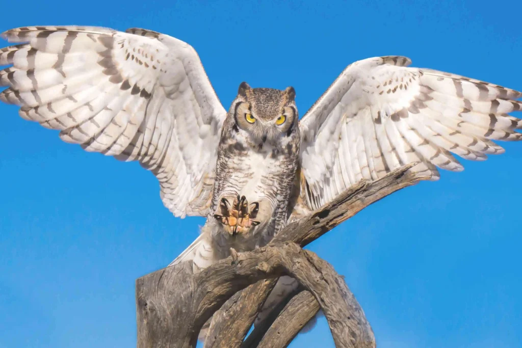 Unveiling the Birds of Prey in Michigan