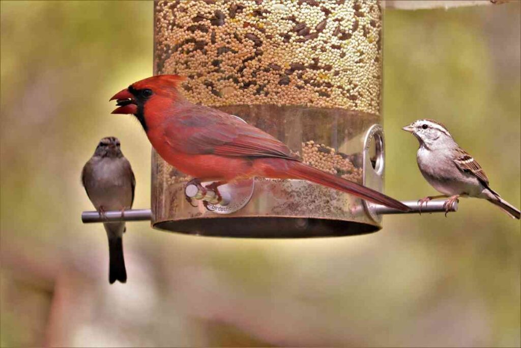 How To Choose the Right Bird Feeder