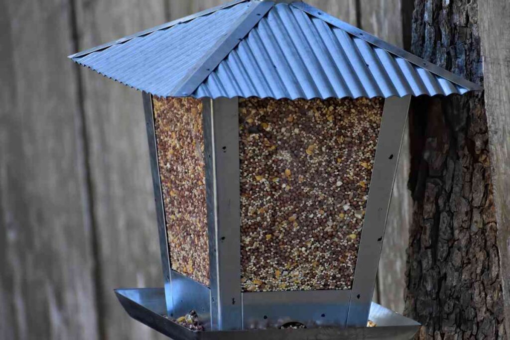 How To Choose the Right Bird Feeder