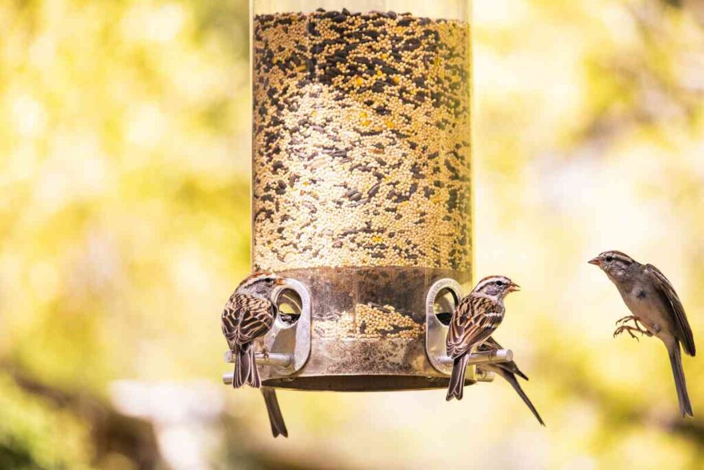 How To Choose the Right Bird Feeder