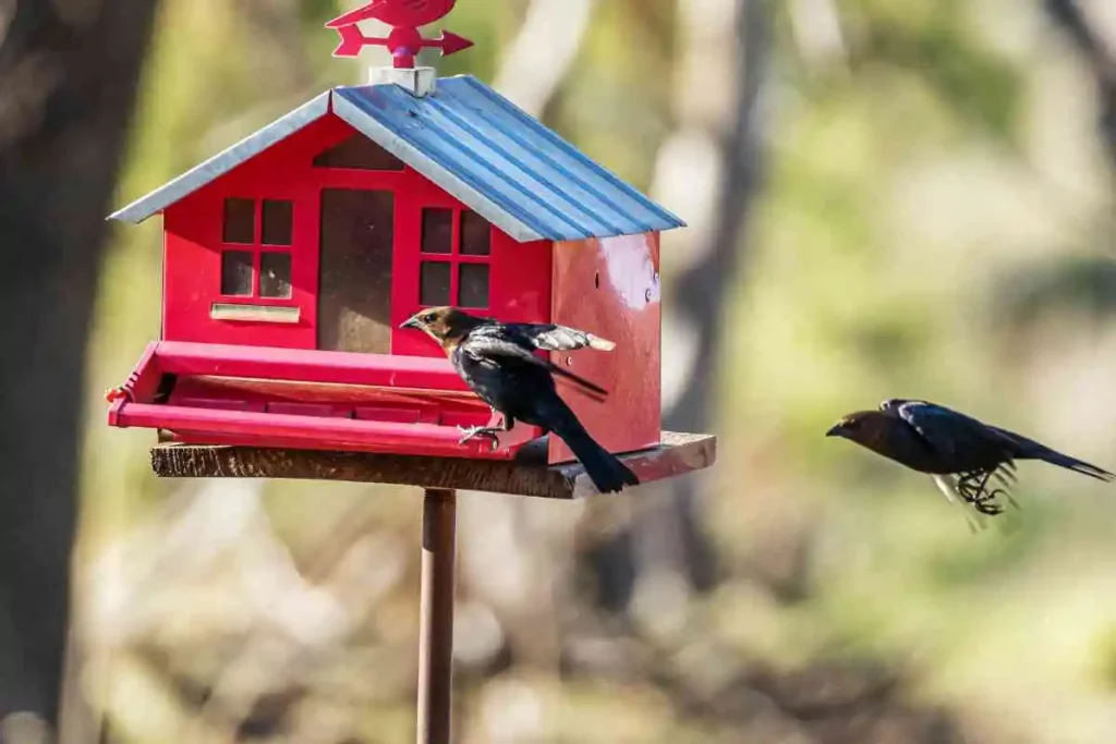 How to Attract Birds to Feeder: Top Tips for Choosing Feeders, Poles, and Smart Bird Feeders