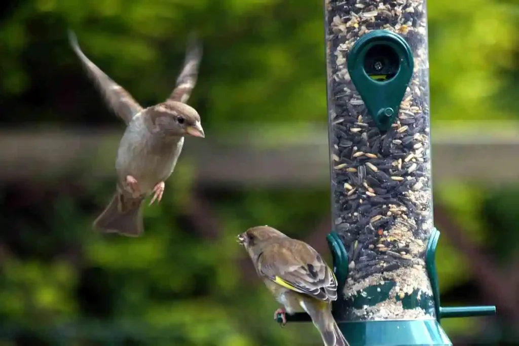 How to Attract Birds to Feeder: Top Tips for Choosing Feeders, Poles, and Smart Bird Feeders