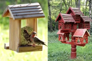 How to Attract Birds to Feeder: Top Tips for Choosing Feeders, Poles, and Smart Bird Feeders