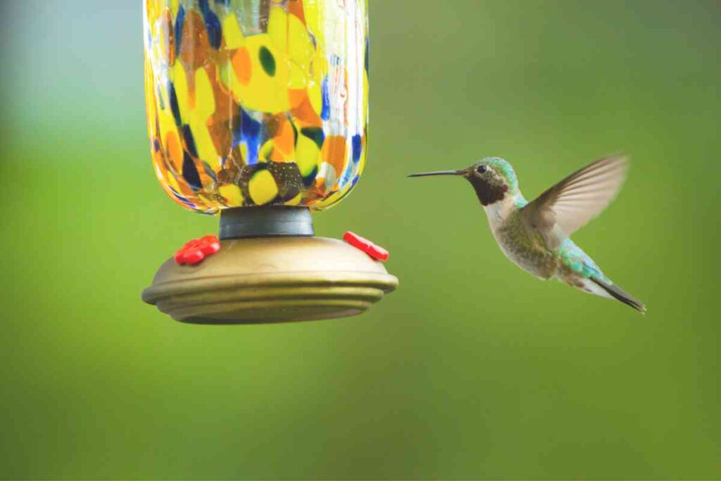 Setting Up the Perfect Humming bird Feeder