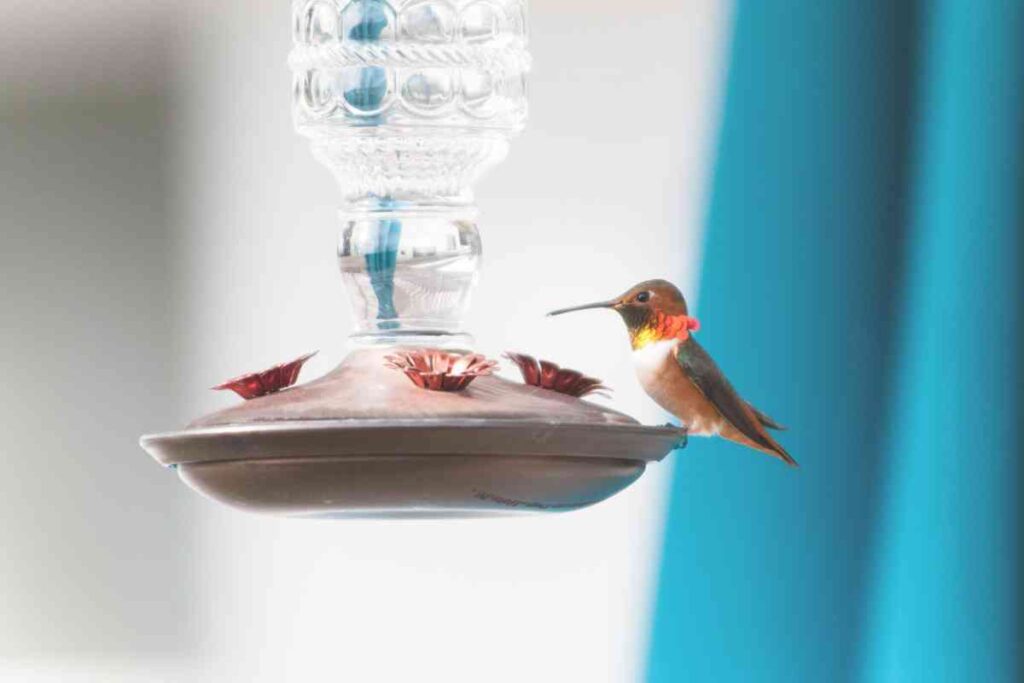 Setting Up the Perfect Humming bird Feeder