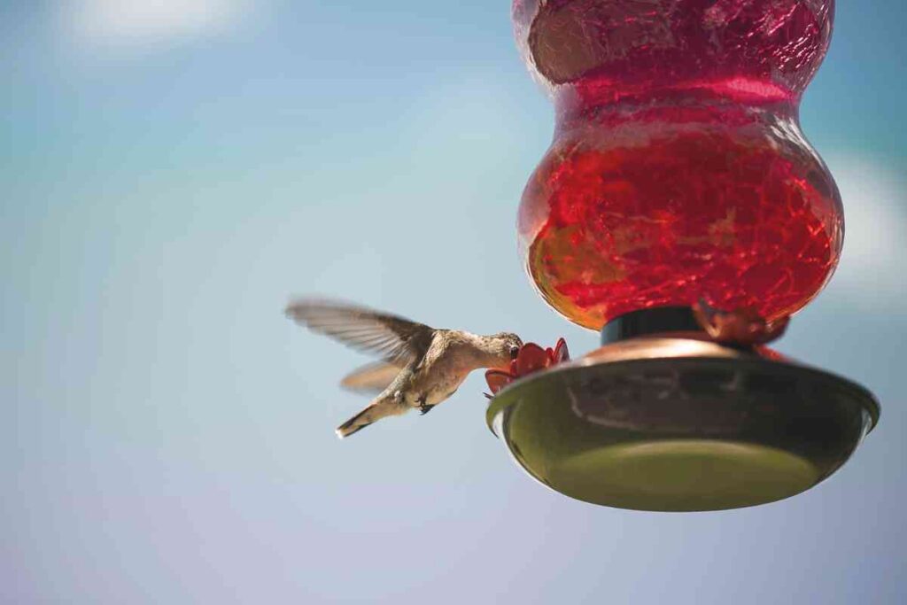 Setting Up the Perfect Humming bird Feeder