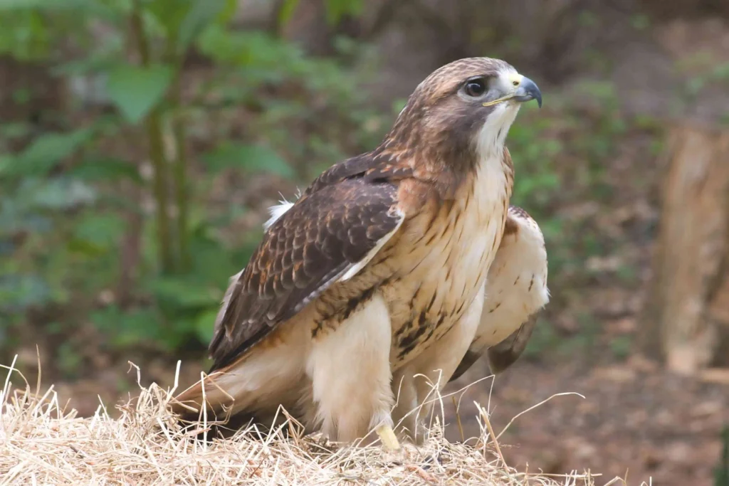 Unveiling the Birds of Prey in Michigan