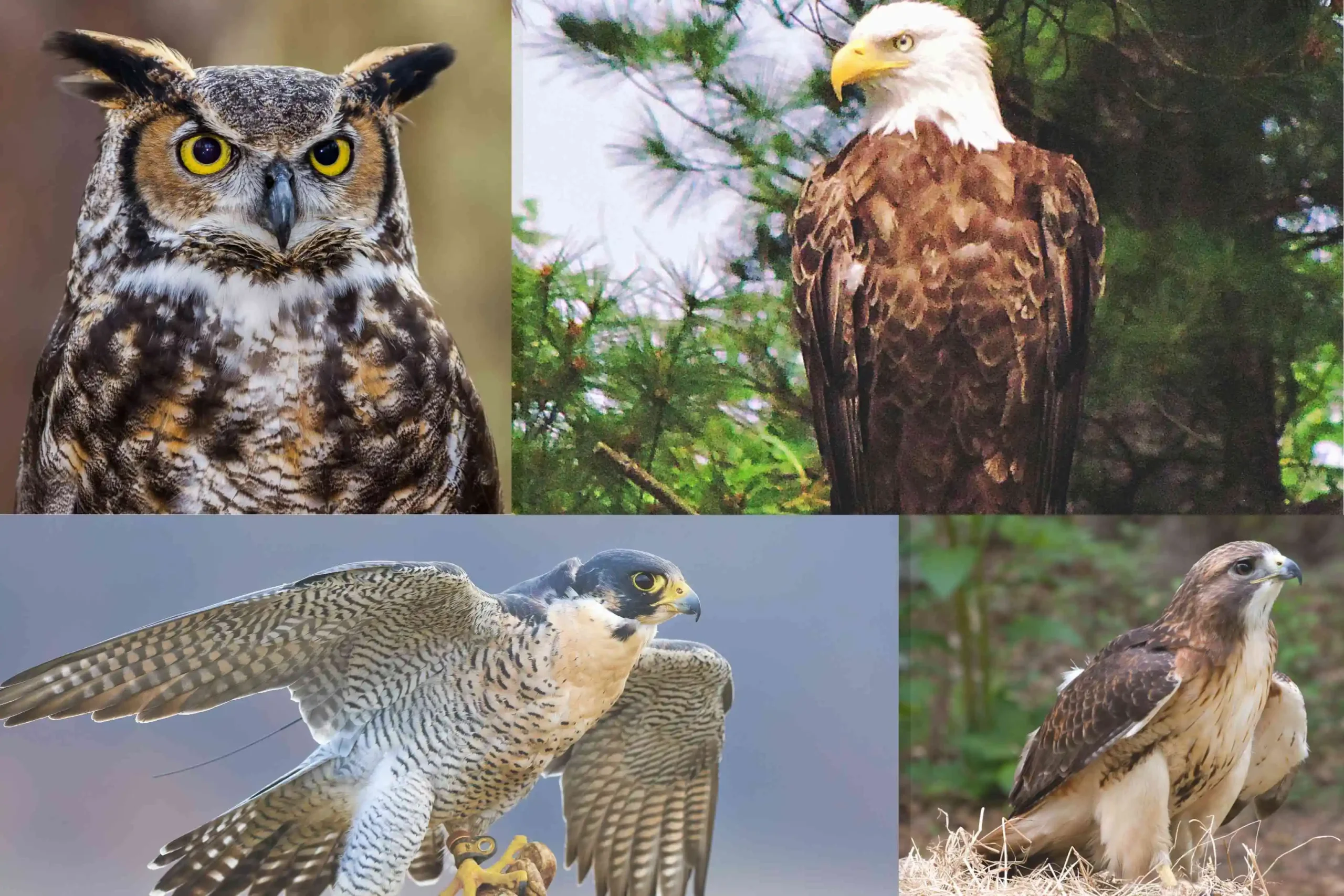 Unveiling the Birds of Prey in Michigan